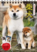 柴犬カレンダー　卓上書き込み式［B6タテ］【S3】　2025