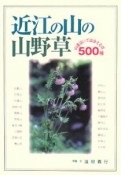 近江の山の山野草