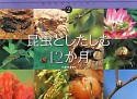 昆虫としたしむ12か月　生きものカレンダー2