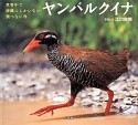 ヤンバルクイナ　世界中で沖縄にしかいない飛べない鳥