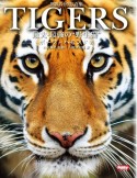 世界のトラ写真集TIGERS最大・最強の“野生猫”