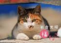 岩合光昭　福ねこカレンダー　2025年