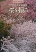 桜を撮る