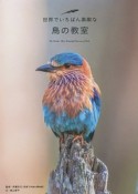 世界でいちばん素敵な鳥の教室