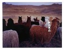 PERU　ALPACA