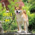 大判カレンダー柴犬　2021