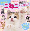 かわいいこねこいっぱい！