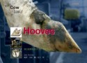 Hooves＜日本語版＞