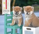 かわいい柴犬カレンダー　2024