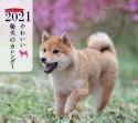 ミニ判カレンダーかわいい柴犬のカレンダー　2021