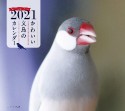 ミニ判カレンダーかわいい文鳥のカレンダー　2021