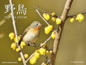 野鳥カレンダー　2020