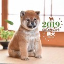 大判カレンダー　柴犬　2019